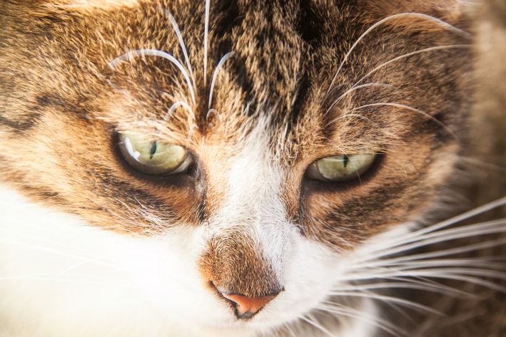 Why does a cat meow in the house: signs and superstitions cat