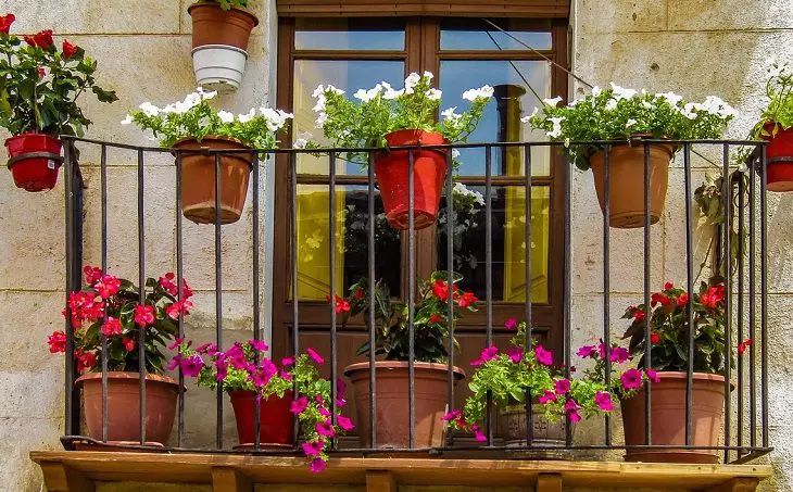 Fertilizer that will give a second life even to those indoor flowers that look hopeless - everyone will like it flowers
