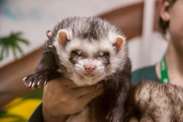 What You Shouldn't Feed Your Ferret: Don't Feed These Foods - You'll Kill Your Pet Horek