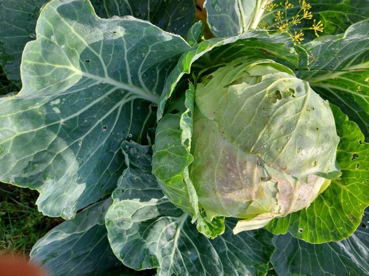 The heads of cabbage will become strong: what to feed cabbage with - the best remedy cabbage