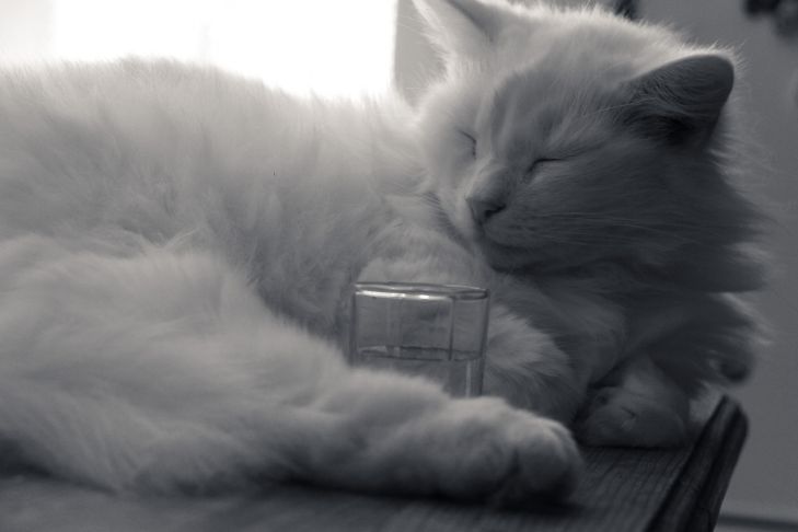 How to Stop a Cat from Jumping on the Kitchen Table: 4 Ways cat