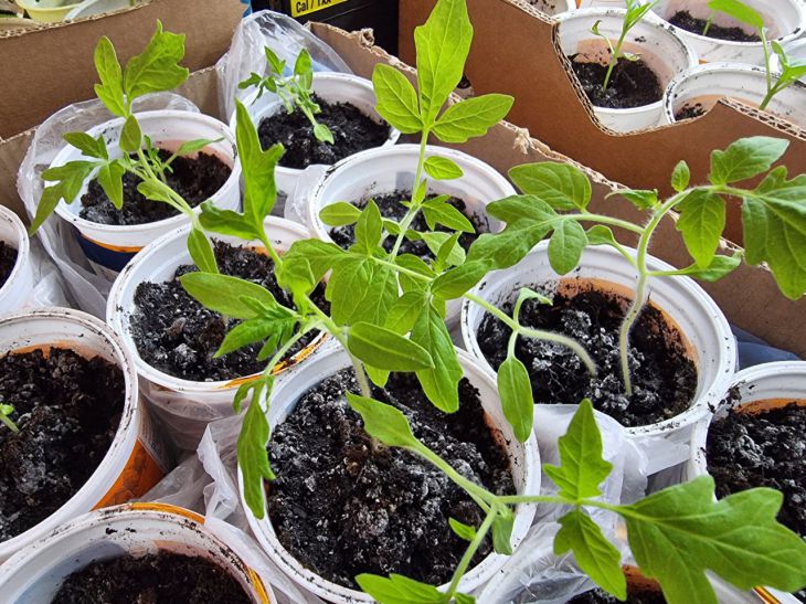 How to Feed Houseplants: An Effective Remedy Made from Eggshells Seedling