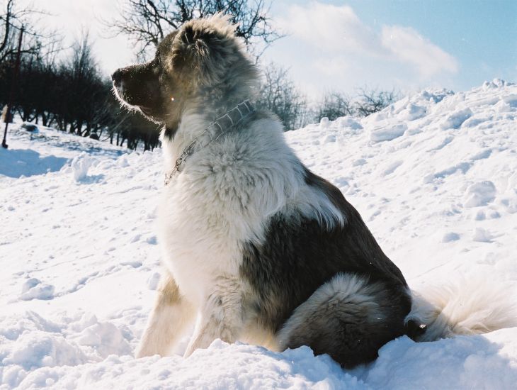How to Walk Your Dog Safely in Winter: Tips to Help Owners dog