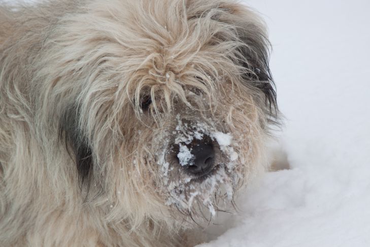 How to properly wash a dog in winter: mistakes every second person makes dog