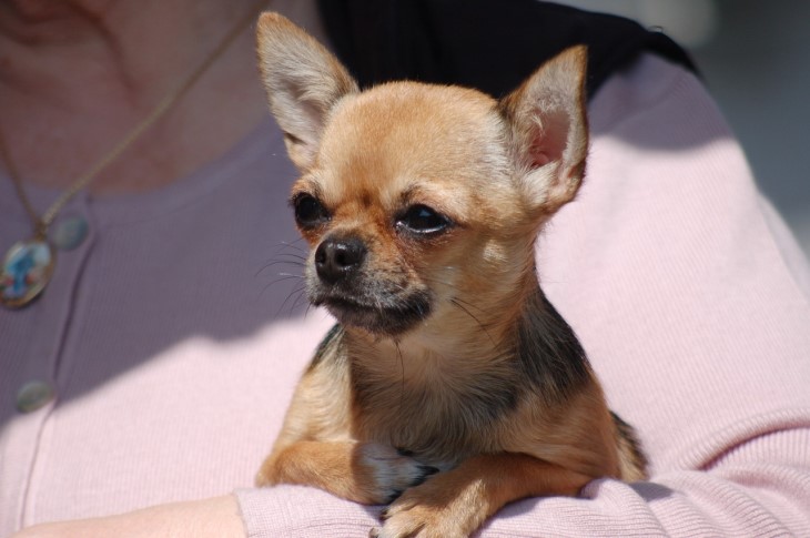 Why Small Dogs Are Often Aggressive: Scientists Reveal the Reason aggressive