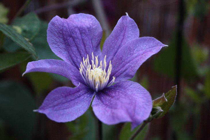Instead of petunias and irises: this flower will replace the banal plants in the flowerbed and will bloom in May Clematis