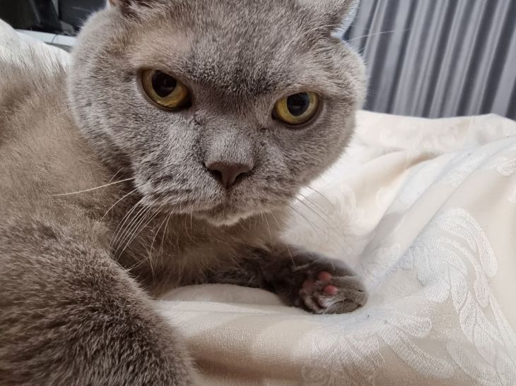 Why Cats Don't Always Land on All Fours: Myths and Facts cat