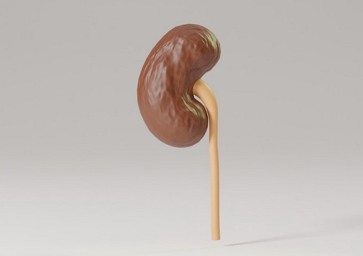 Doctor Eliseev listed foods that kill kidneys bud
