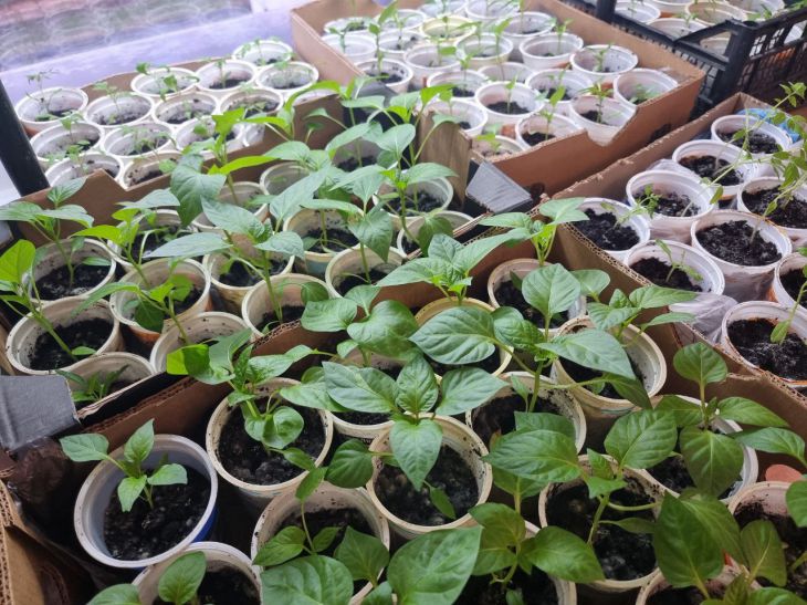 Why greenery on the window does not grow, but sprouts and dries up: eliminate these errors seedling
