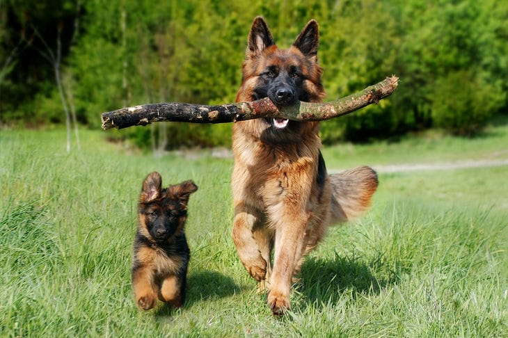 Facts to Know About German Shepherds: Are You Still Considering This Breed? dogs
