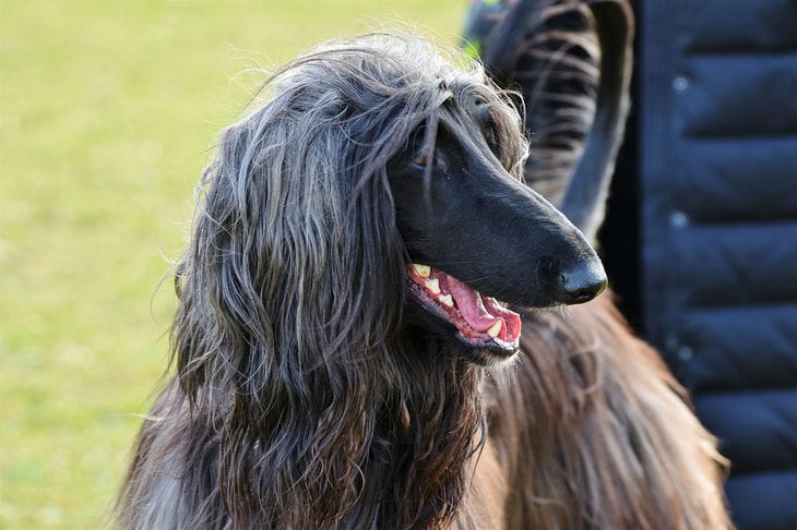 Dogs That Are Surprisingly Similar to Cats: Their Traits and Unique Habits dog