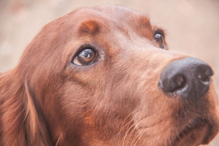 Why Dogs Lick Their Owners: 5 Main Reasons dog