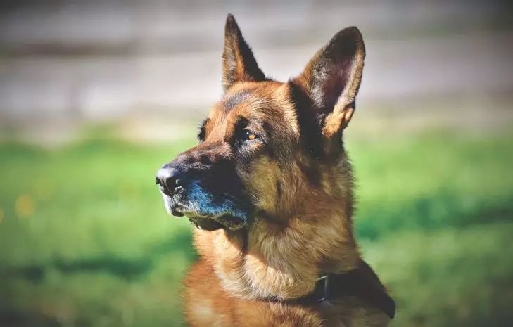 Top 5 Dog Breeds Whose Representatives Need Extra Attention from Their Owners dog