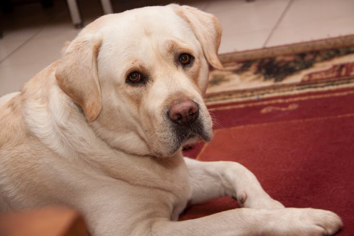 How to choose the right toy for animals: points to consider dog