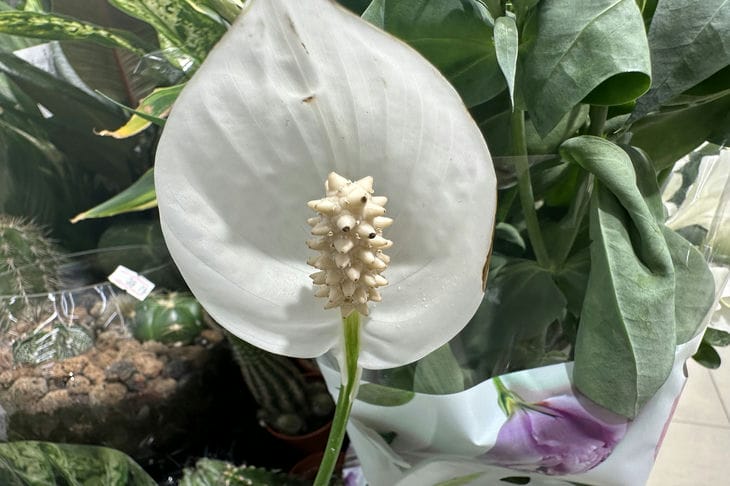 Even beginners can grow them: what plants are suitable for inexperienced gardeners - unpretentious options plant