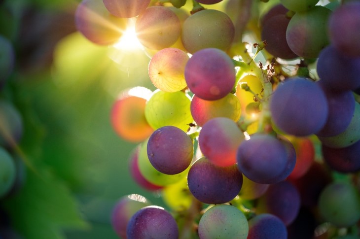 Why grapes freeze every year: 3 unexpected reasons – not all summer residents know grape