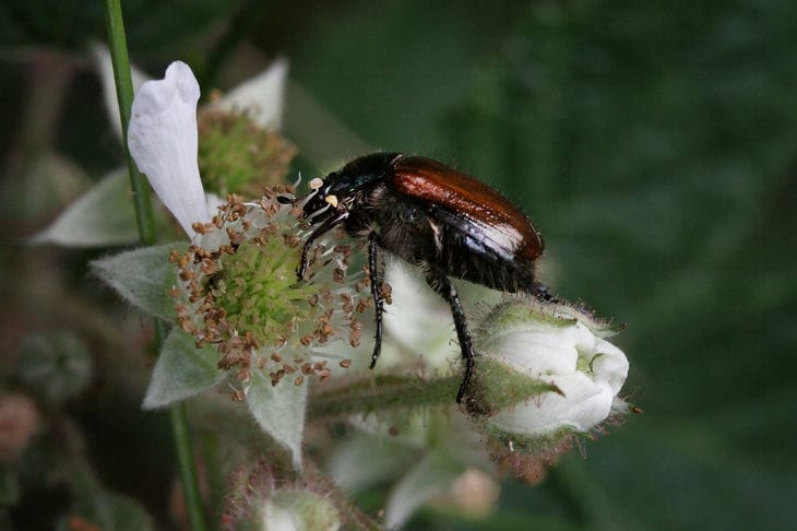 How to get rid of the cockchafer: useful recommendations for gardeners load