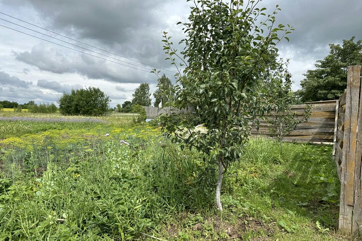 Top 6 Harmful Gardening Myths You Need to Stop Believing tree