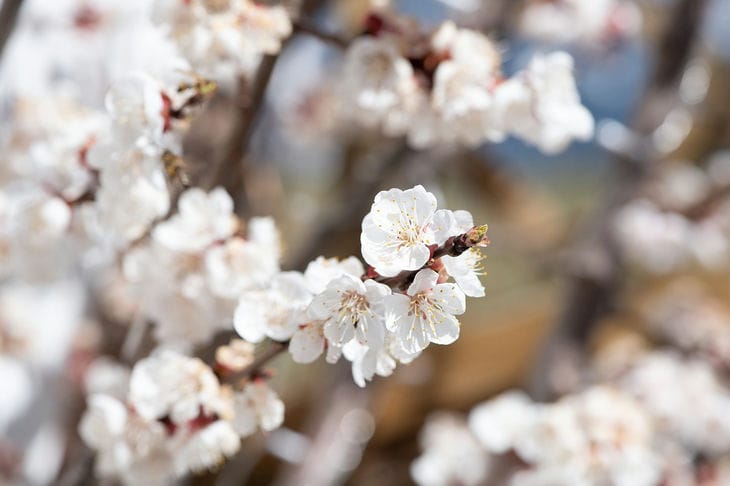 How to prune an apricot tree correctly: three basic techniques tree