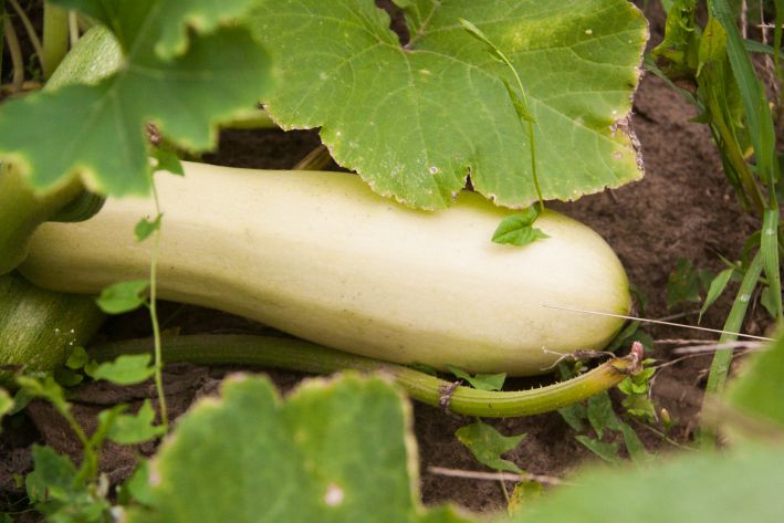 Grandma's or unpalatable diet: how to organize, benefits, advice zucchini