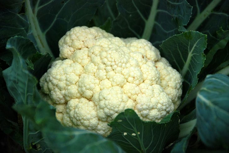 Recipe for delicious cauliflower in the oven: how experienced housewives cook it cabbage