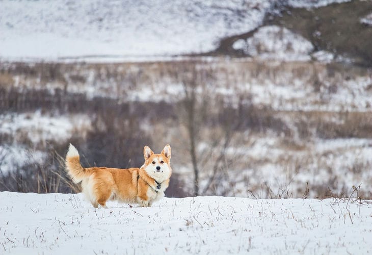 The Queen of Britain's Favorite Breed: Why Corgis Are So Popular - Reasons for Dog Breeders' Love corgis