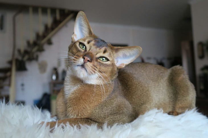 Which cat breeds are considered the most evil: top 5 cat