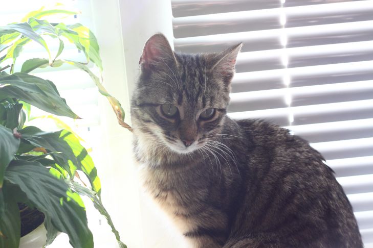 Can a cat love its owner: and how long does it remember him cat