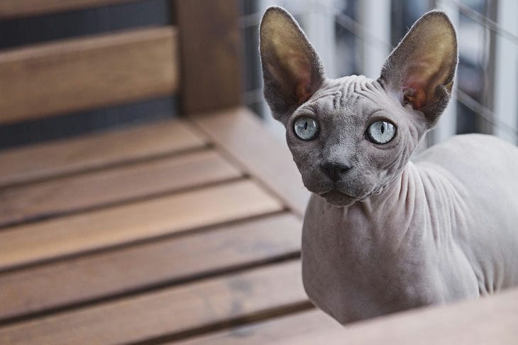 The Most Expensive Cats in the World: You'll Have to Pay a Huge Amount of Money cat