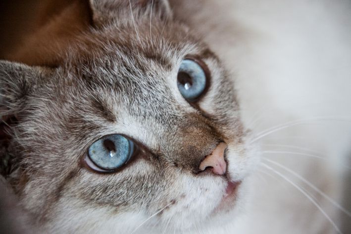 Why the cat started eating a lot: experts revealed 3 main reasons for strange behavior cat
