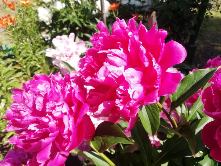 Feeding peonies in early spring: what gardeners do to ensure large buds products