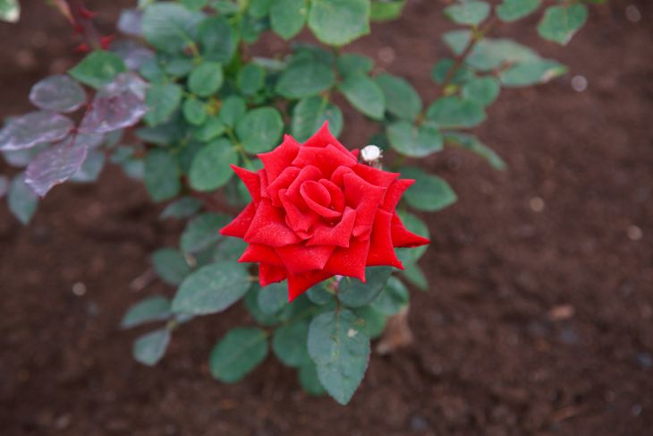 Secrets to Successful Planting of Cut Roses rose