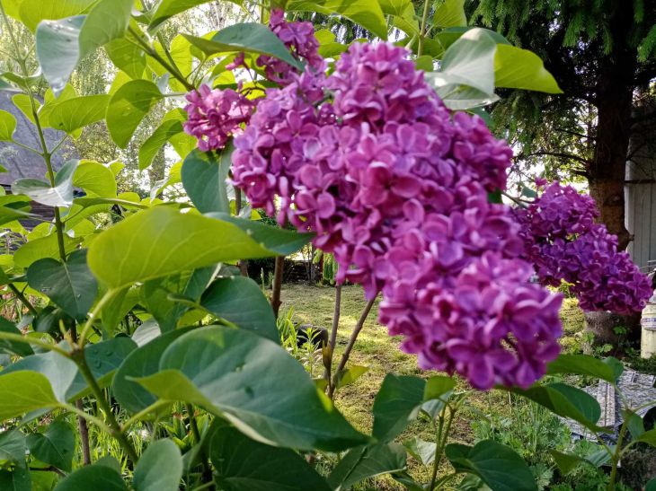 What kind of lilac should be planted in the country: the neighbor won’t tell you about it leaves, flowers
