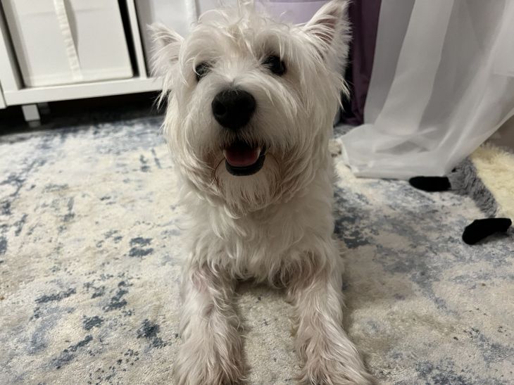 Why does a dog bite family members: what are the reasons for this dog