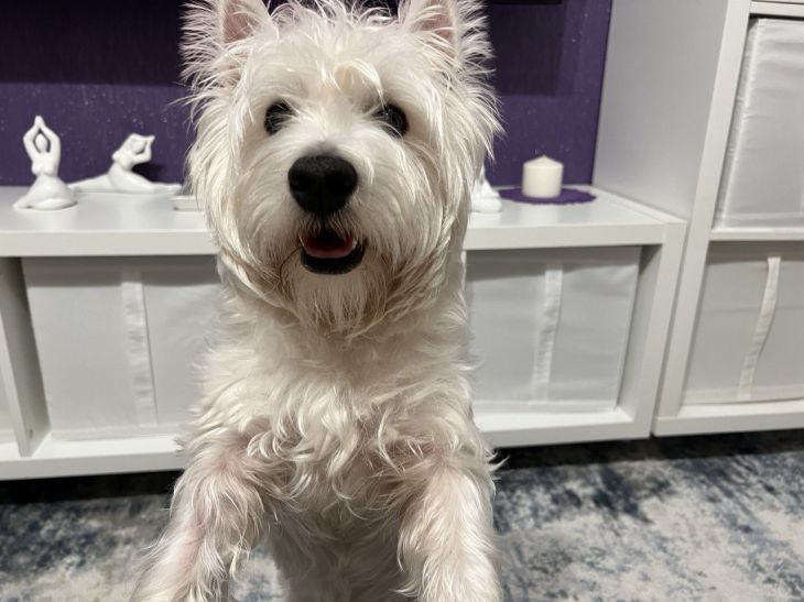 What to do if water gets into your dog's ears dog