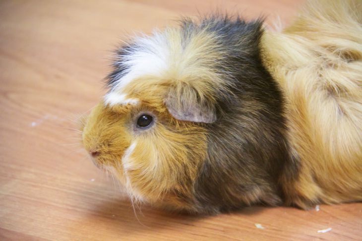 The Danger of Starvation: Guinea Pig Refuses to Eat – 3 Signs It’s Time to Sound the Alarm piggy