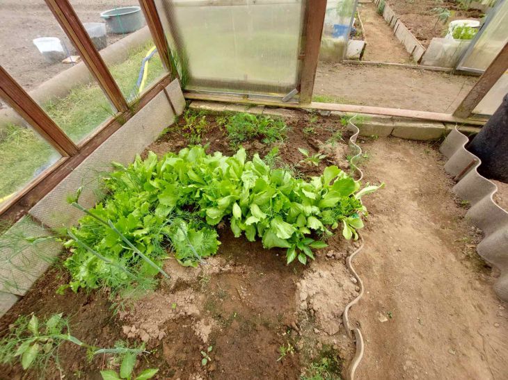 Gardener's lunar calendar 2024: favorable dates for planting and sowing greenhouse