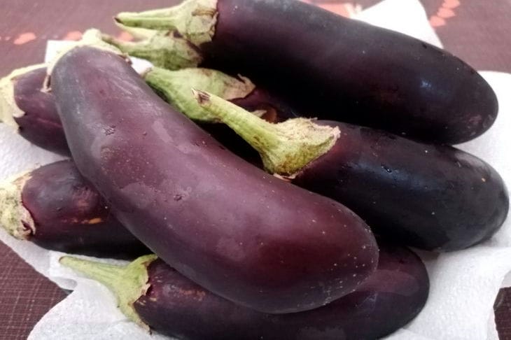 How to cook eggplants correctly: typical mistakes of housewives Eggplant
