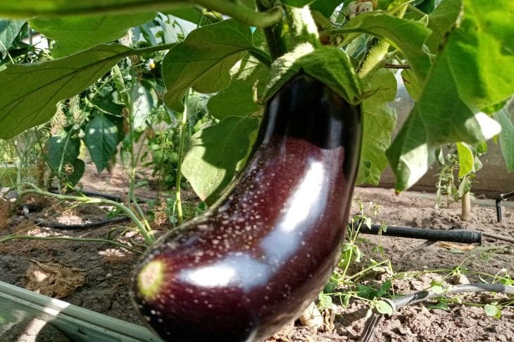 Thorns on eggplant seedlings: why they appear and how it affects the harvest Eggplant
