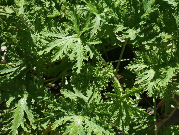 What plant will scare away annoying bugs: not everyone knows about it leaves