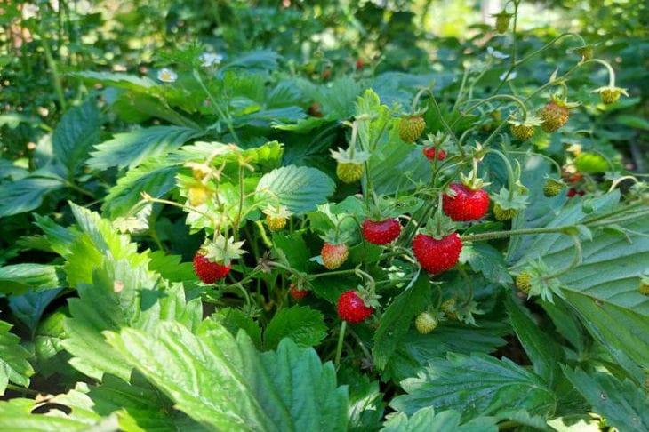 Unwanted neighbors in the garden: why you can’t plant strawberries next to cabbage strawberry