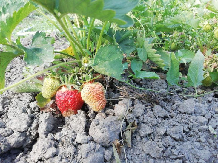 How to Know When It's Time to Dig Up Strawberry Bushes: Look at 3 Things strawberry
