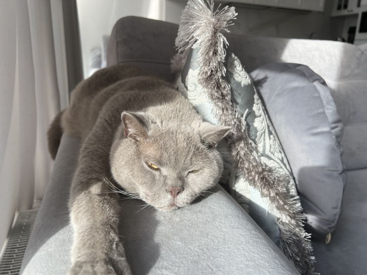 6 Reasons Why Your Cat Drooles When You Pet It cat