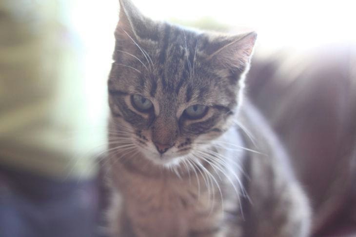 Why Does a Cat Walk in Circles Before Lying Down: 6 Reasons cat
