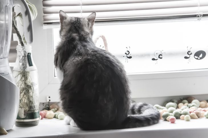How to Help a Pet Who Has Lost Its Owner: Tips for New Owners cat