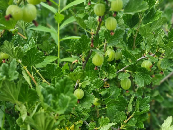 Just two rules: how to make gooseberries covered with large berries gooseberry