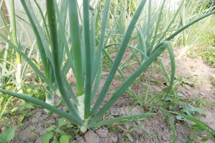 Pests and diseases will ruin the entire harvest: is it possible to plant garlic next to onions onion