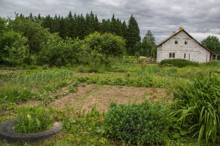 Birch Tar in the Garden: Advantages, Disadvantages, and 6 Pests It Can Cope With garden