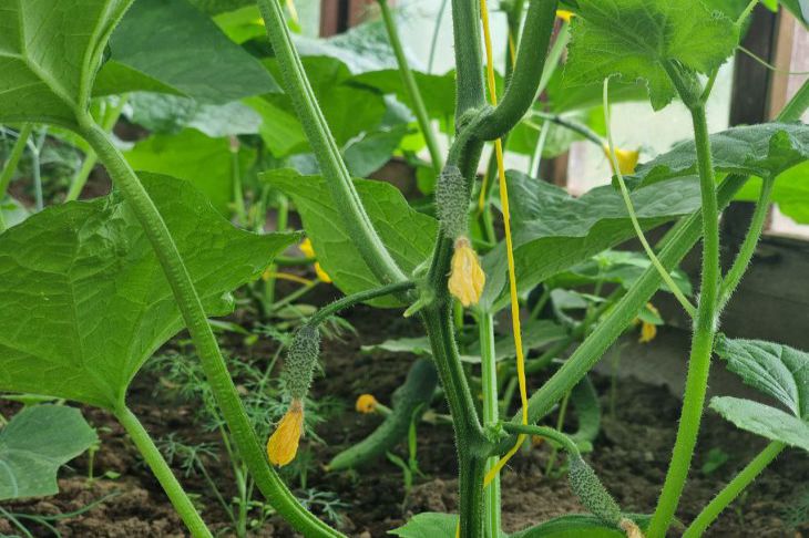 We looked after them and looked after them, but they taste bitter: 3 reasons why cucumbers grow tasteless cucumbers