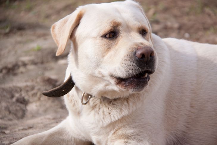 How to Stop a Dog from Barking at Cars: 10 Ways dog